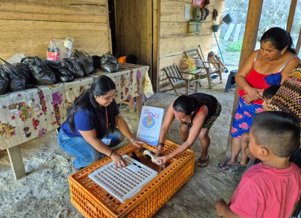 Entrega de pollos criollos Canchacan _6_.jpeg